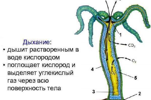 Кракен маркетплейс скачать