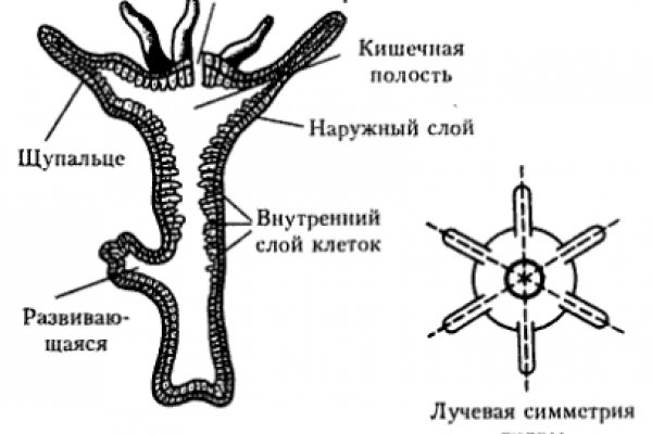 Ссылка на сайт гидра в тор браузере