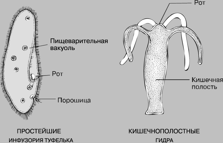 Кракен даркнет рекламы